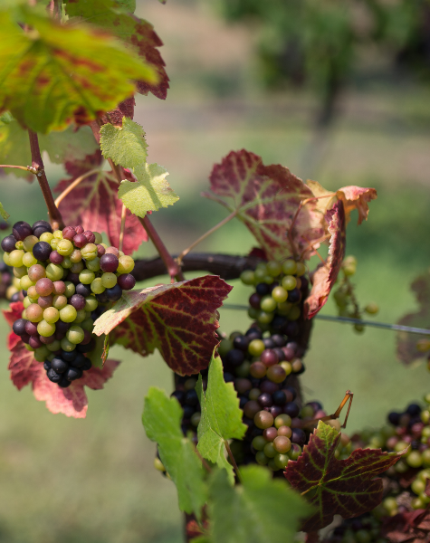 Cordoalhas na plantação de uvas